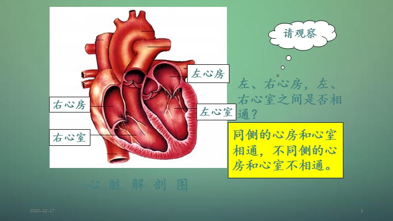 心脏血液循环（精选干货）.ppt_第3页