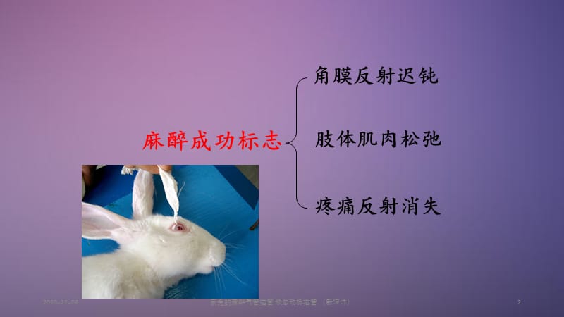 家兔的麻醉气管插管,颈总动脉插管,（新）.ppt_第2页