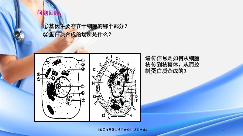 基因指导蛋白质的合成(课件分享).ppt_第3页