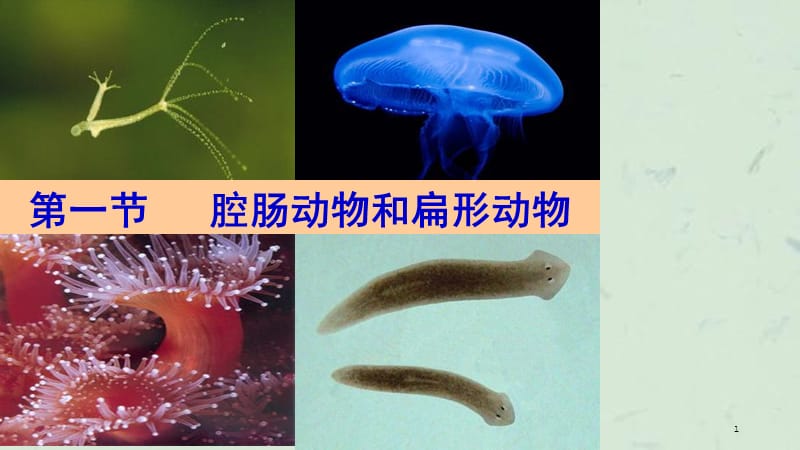 单元第一节腔肠动物和扁形动物课件.ppt_第1页