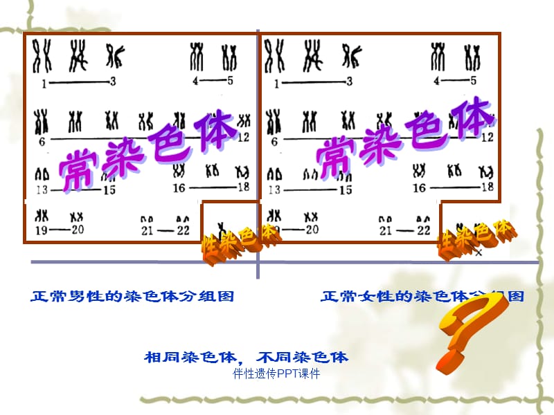 伴性遗传PPT课件（经典实用）.ppt_第1页