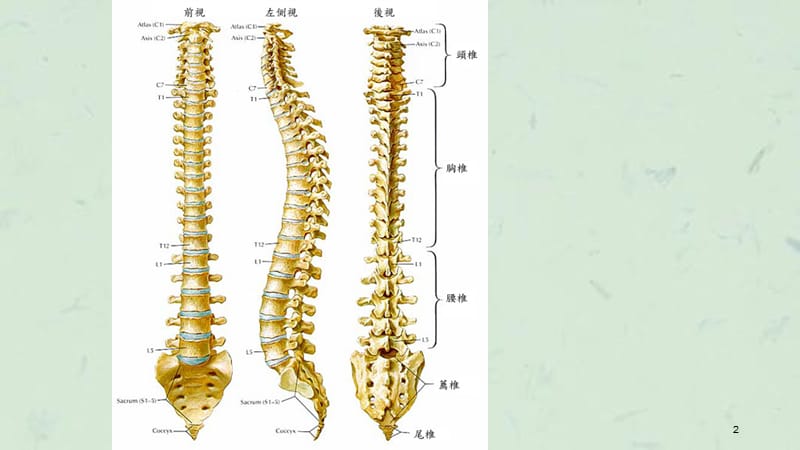 有关脊椎一定要看课件.ppt_第2页