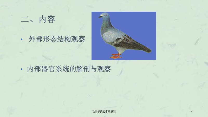 动物学实验家鸽解剖课件.ppt_第3页