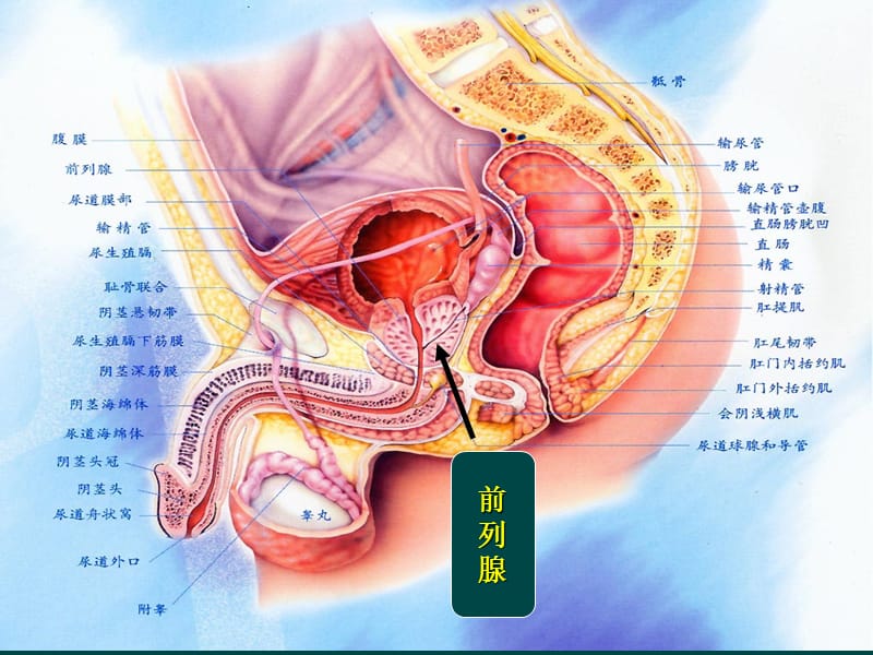 最新前列腺增生的治疗及预防.ppt_第2页