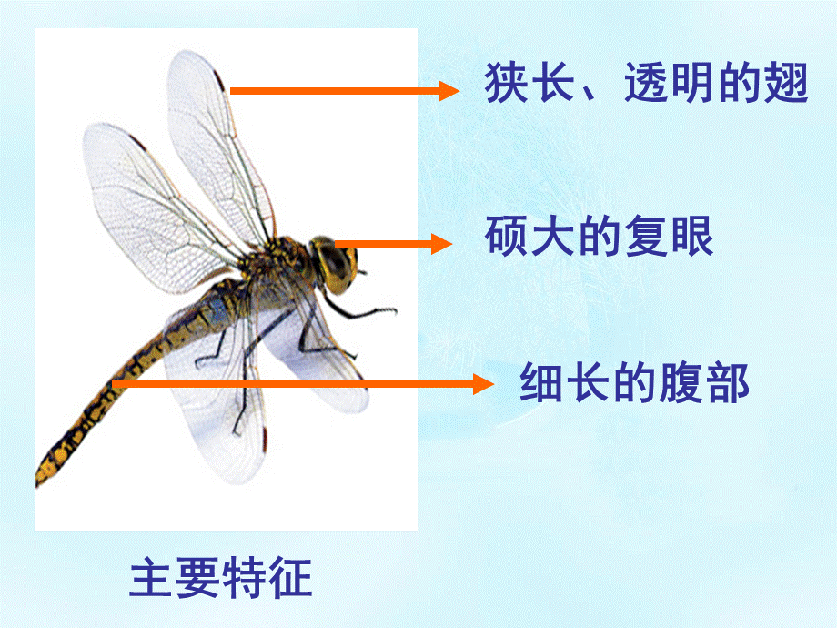 平结蜻蜓制作.ppt_第2页