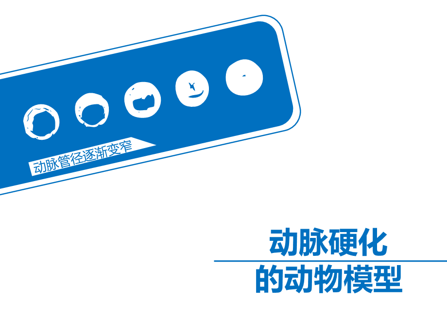 动脉硬化的动物模型教程.ppt_第1页