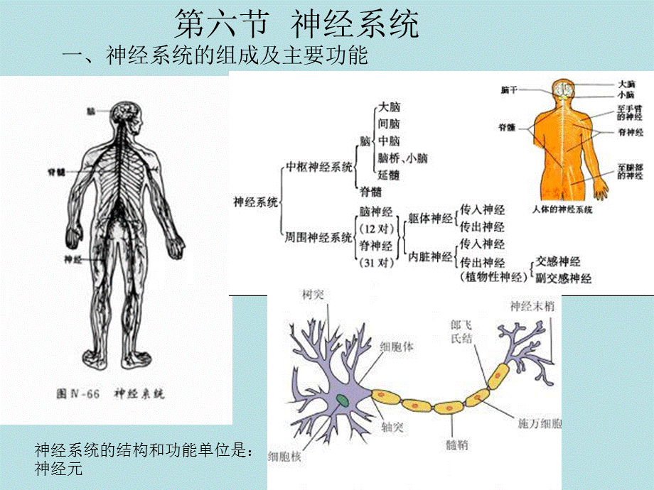 第六节神经系统.ppt_第1页