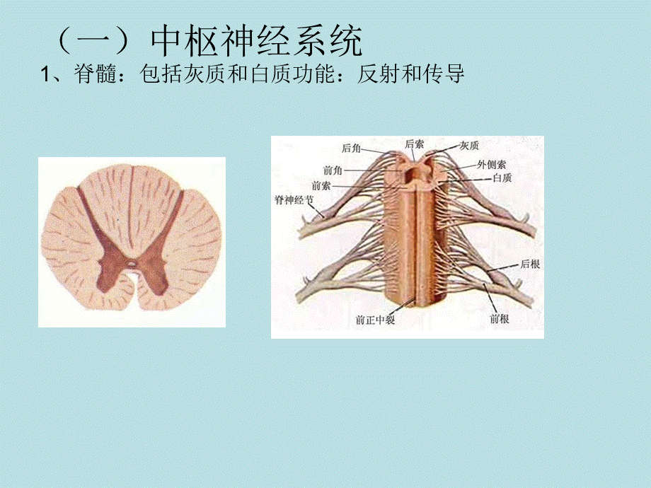 第六节神经系统.ppt_第2页