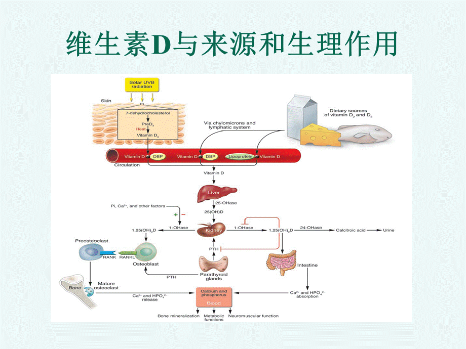 维生素D与钙 315（盛晓阳） .ppt_第3页