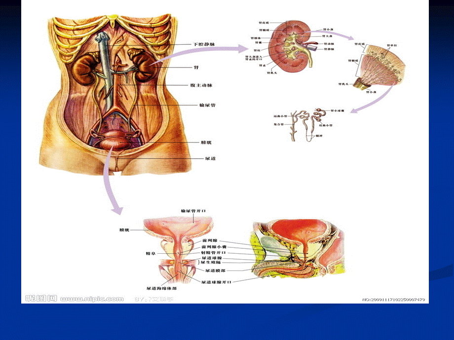 泌尿外科学.ppt_第2页