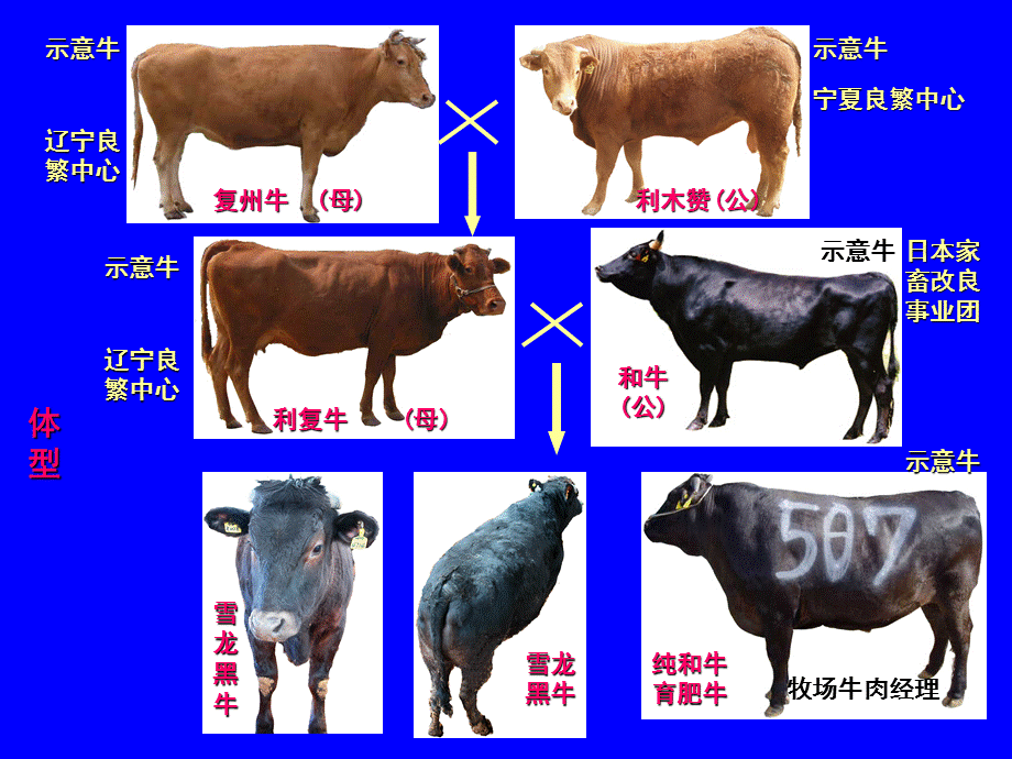 雪龙黑牛肉质检测报告.ppt_第3页