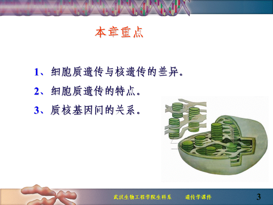 06细胞质遗传遗传学.ppt_第3页