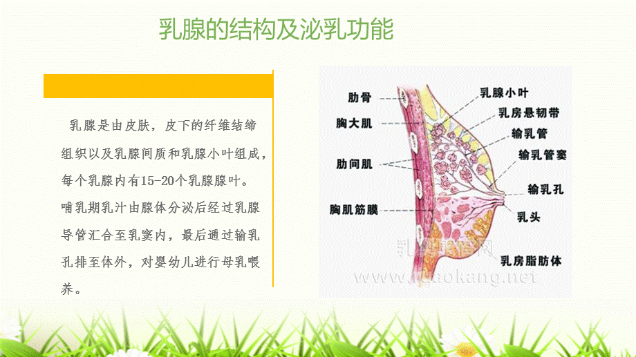 急性乳腺炎预防..ppt_第3页