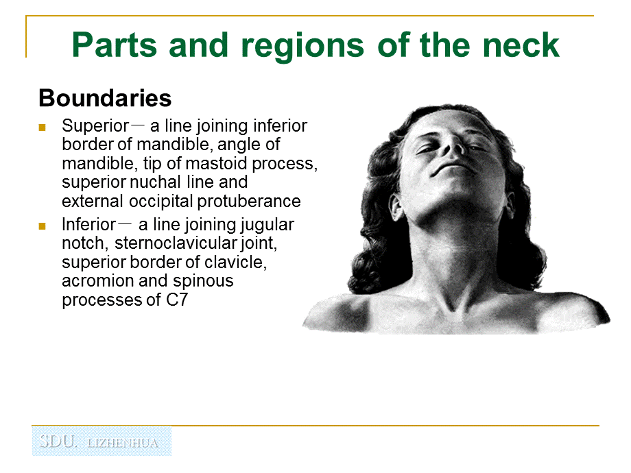 Regional anatomy of neck山东大学精品课程建设工作.ppt_第2页