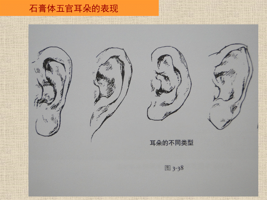 石膏体五官耳朵的表现.ppt.ppt_第3页