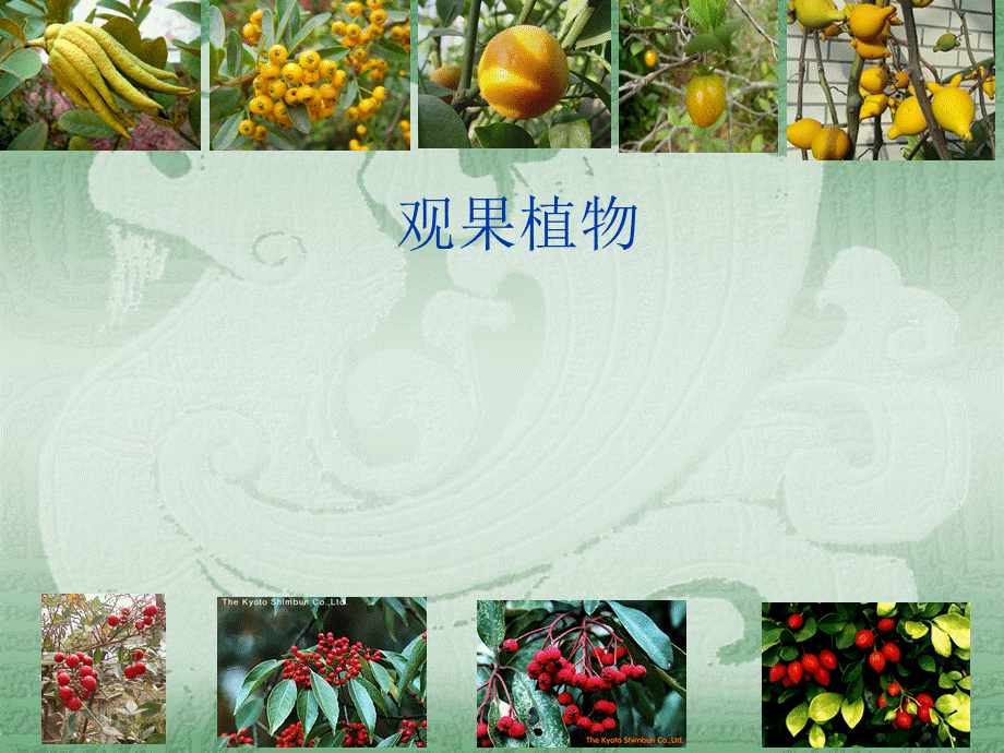 观果植物.ppt_第1页