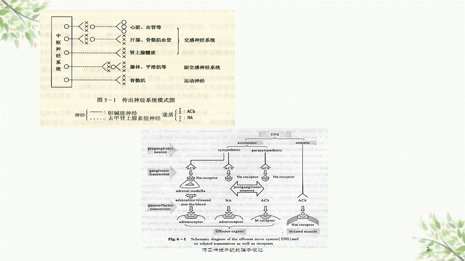 传出神经系统药理学概述课件.ppt_第3页