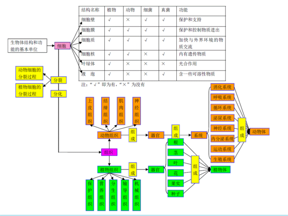 最新初二生物复习_思维导图.ppt_第2页