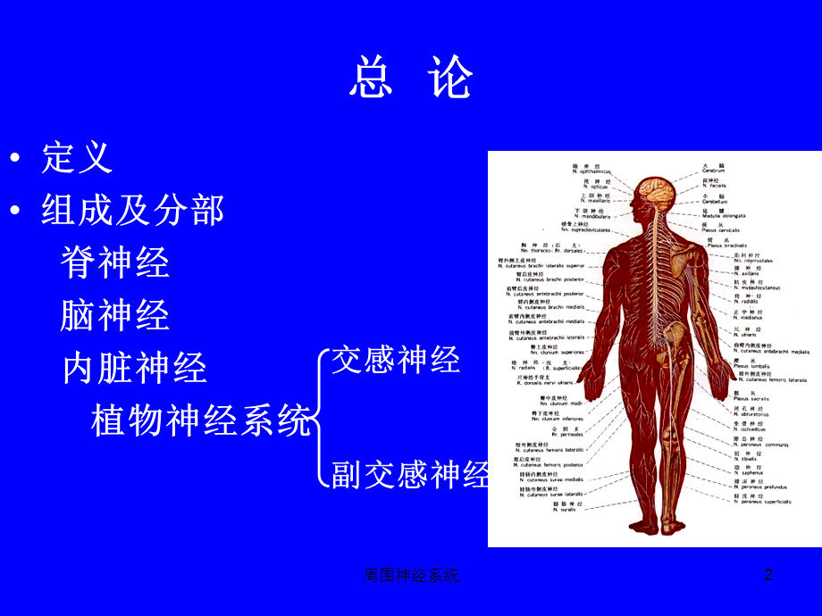 周围神经系统课件.ppt_第2页