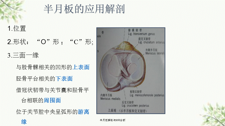 半月板解剖与MR诊断课件.ppt_第2页