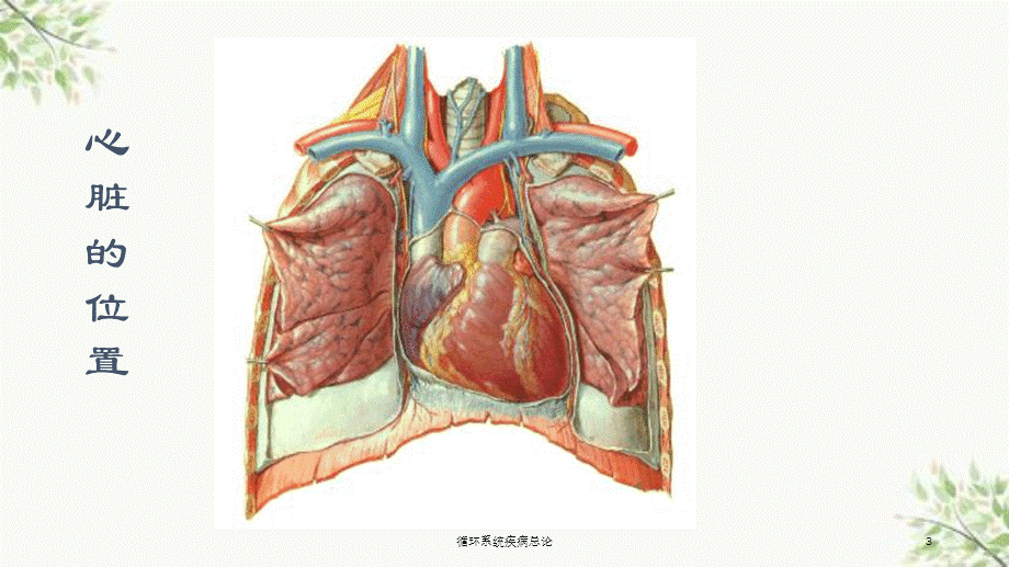 循环系统疾病总论课件.ppt_第3页