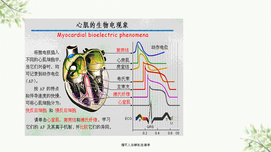 循环人体解剖生理学课件.ppt_第3页