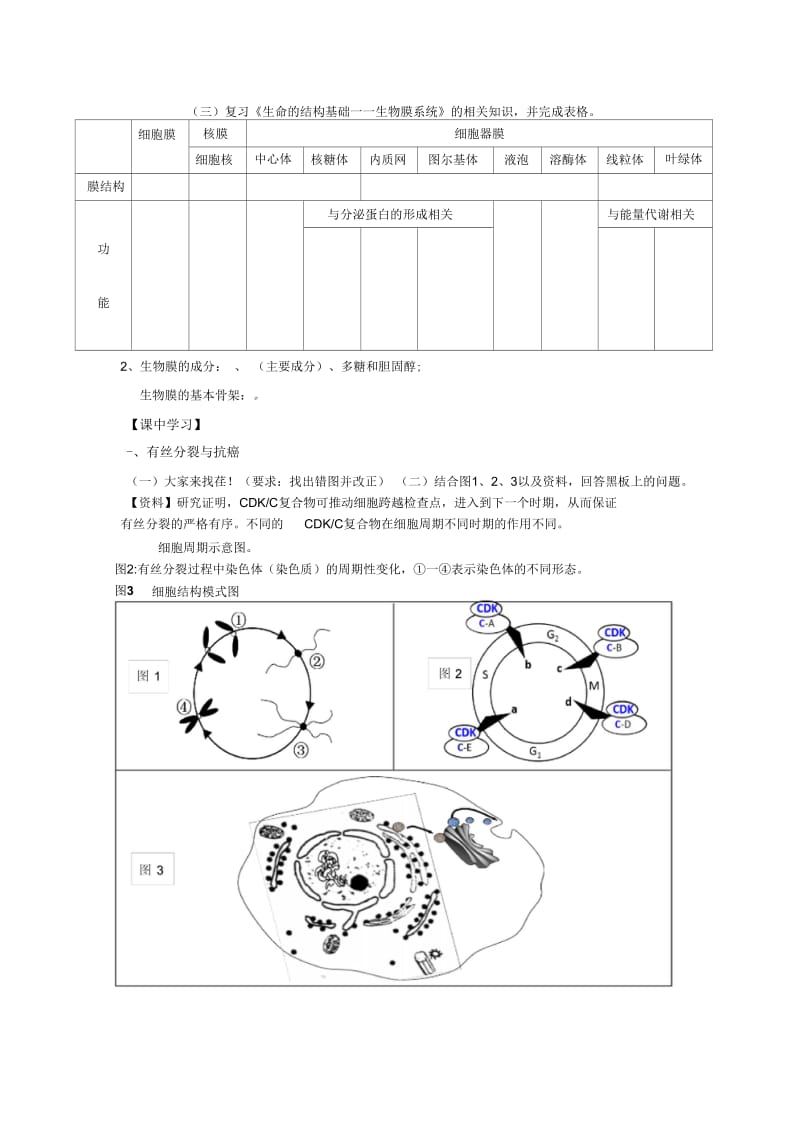 有丝分裂的过程.docx_第3页