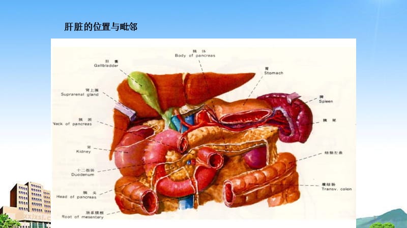 肝胆胰脾解剖（课件分享）.ppt_第3页