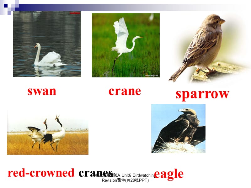 牛津译林版8A Unit6 Birdwatching Revision课件(共28张PPT).ppt_第2页