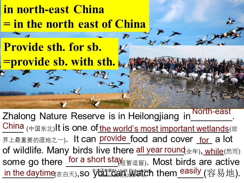 牛津译林版8A Unit6 Birdwatching Revision课件(共28张PPT).ppt_第3页