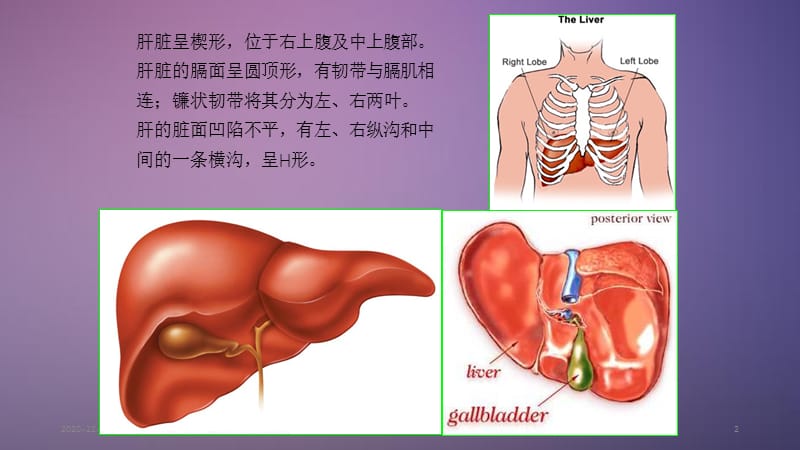 肝脏超声分叶分段（课件分享）.ppt_第2页