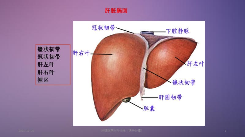 肝脏超声分叶分段（课件分享）.ppt_第3页