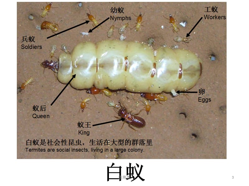 生活在地下的动物[材料专享].pptx_第3页