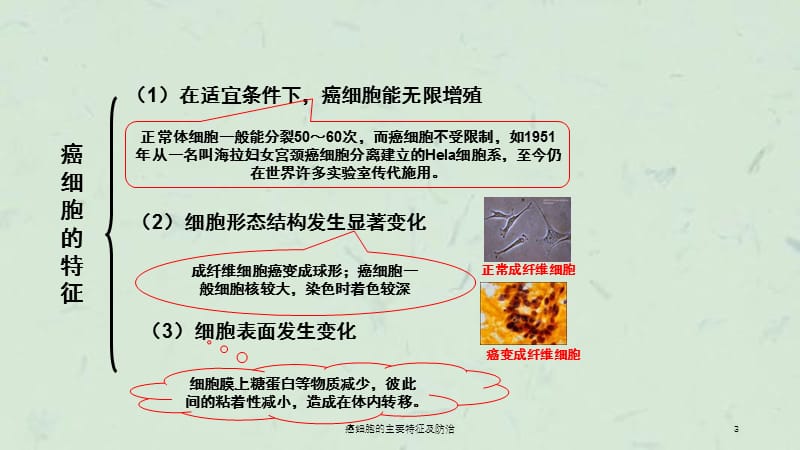 癌细胞的主要特征及防治课件.ppt_第3页