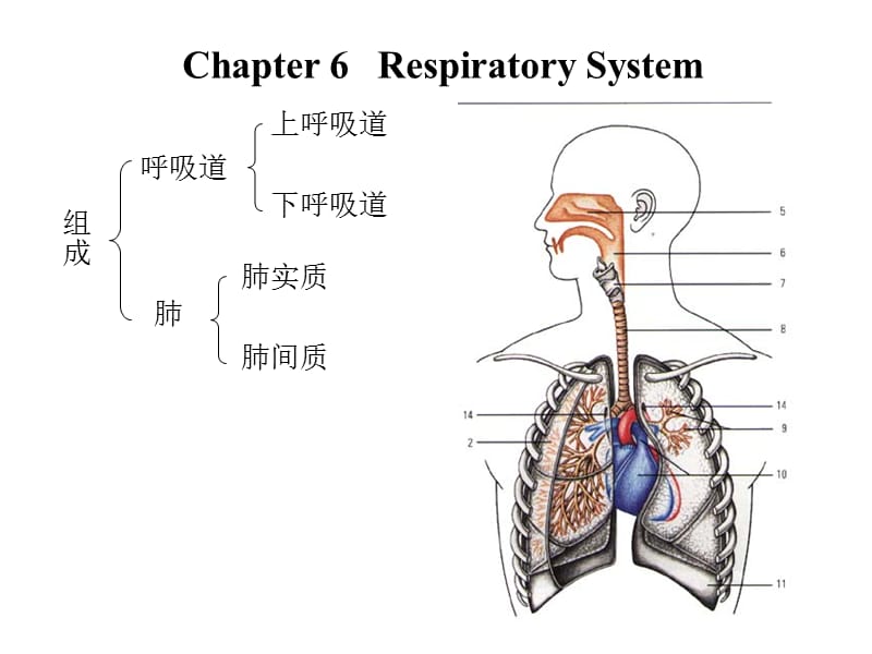 呼吸系统解剖44228.ppt_第2页