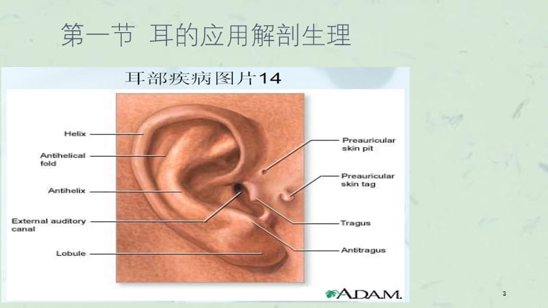 耳鼻咽喉的应用解剖生理(1)课件.ppt_第3页