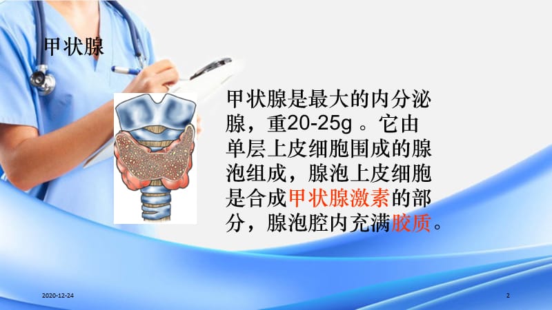 甲状腺激素的生理作用与甲状腺功能的调控（精选干货）.ppt_第2页