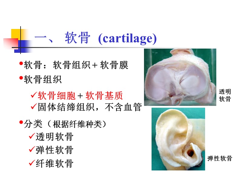 组织学：软骨和骨.ppt_第2页