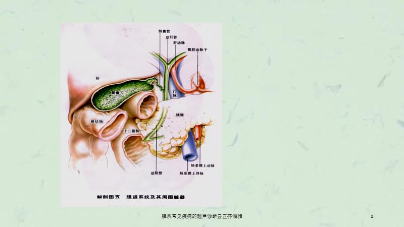 胆系常见疾病的超声诊断云正芬湘雅课件.ppt_第2页