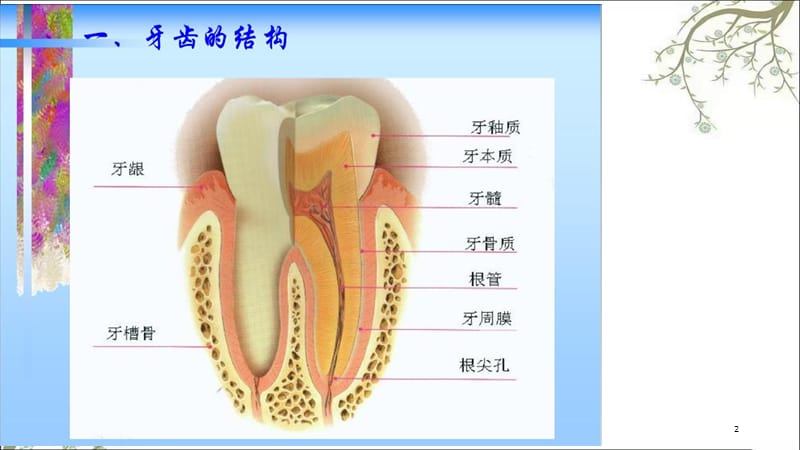 口腔卫生课件.ppt_第2页