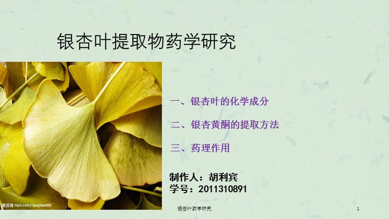 银杏叶药学研究课件.ppt_第1页