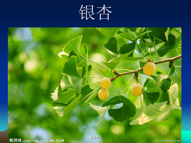 2木本植物[教资优择].ppt_第1页