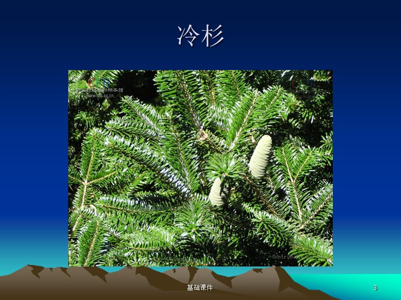 2木本植物[教资优择].ppt_第3页