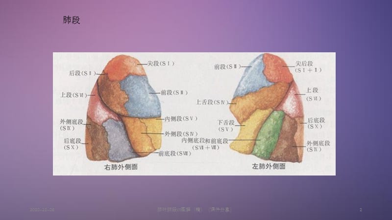 肺叶肺段ct图解（精）（课件分享）.ppt_第2页