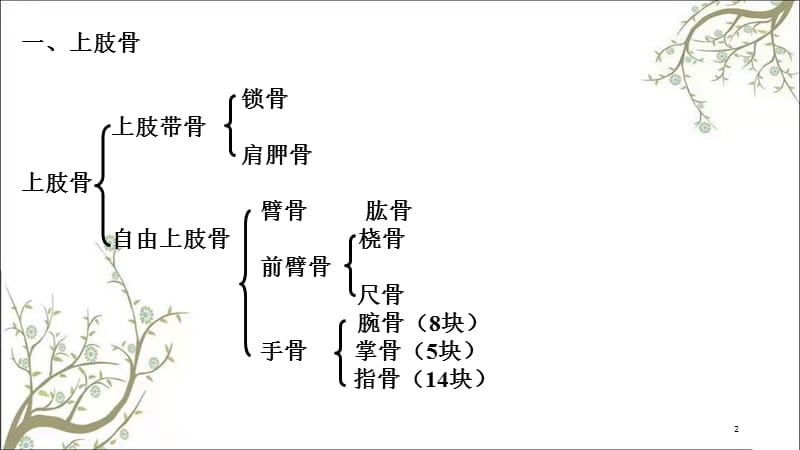 上肢骨及其连结课件.ppt_第2页