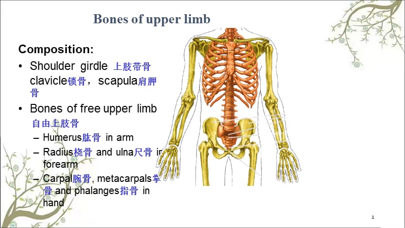 上肢骨及其连结课件.ppt_第3页