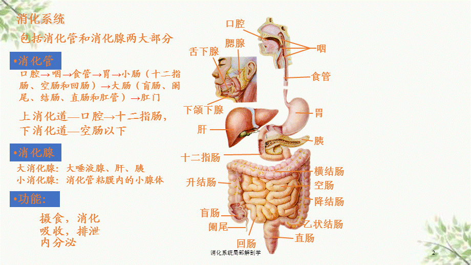 消化系统局部解剖学课件.ppt_第2页