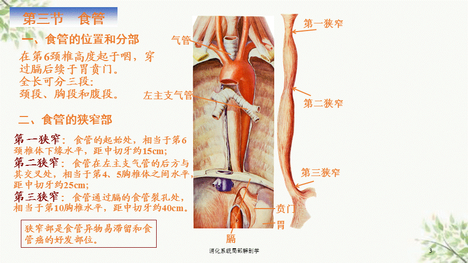 消化系统局部解剖学课件.ppt_第3页