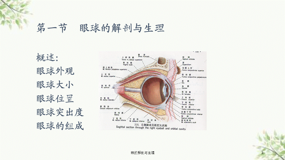 眼的解剖与生理课件.ppt_第3页