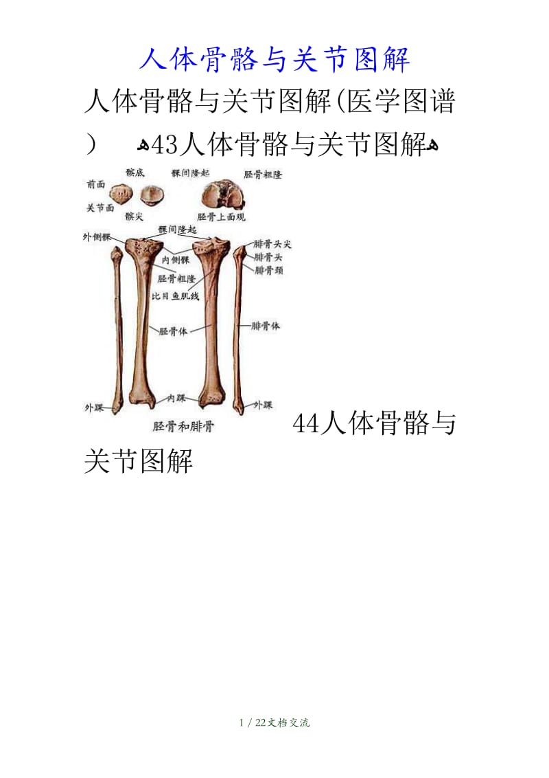 最新人体骨骼与关节图解（干货分享）.doc_第1页